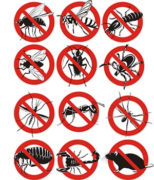 obtener un precio de una empresa de exterminio que puede combatir los avispones de su hogar o negocio en Coachella California y ayudarle a prevenir futuras infestaciones